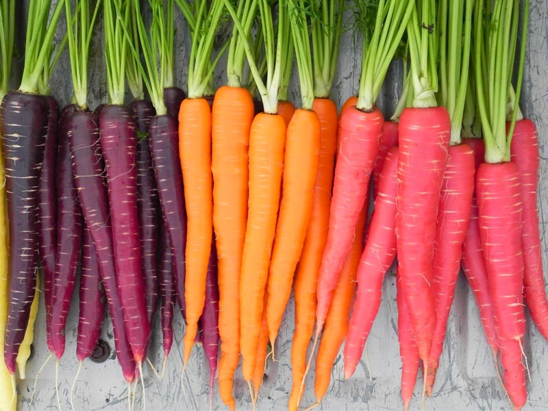 What are the Health Benefits of Eating Carrots?