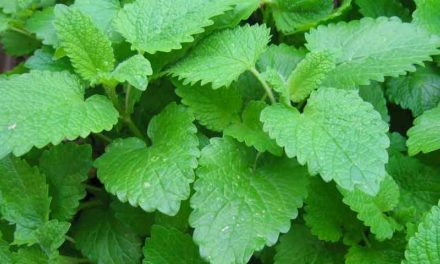 7 Amazing Health Benefits of Lemon Balm