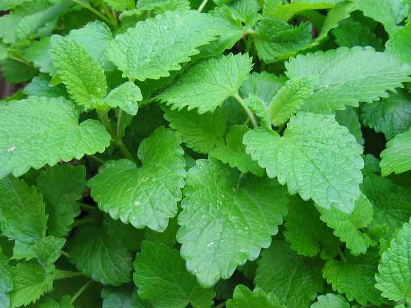 7 Amazing Health Benefits of Lemon Balm