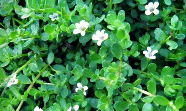 Bacopa Monnieri | Ancient Indian Natural Nootropic