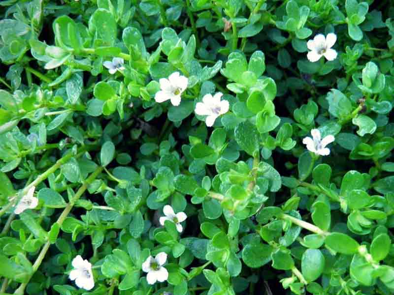 Bacopa Monnieri | Ancient Indian Natural Nootropic