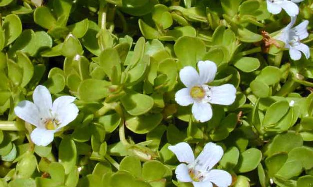 Bacopa Monnieri Review | Usage, Dosage, Health Benefits and Side Effects