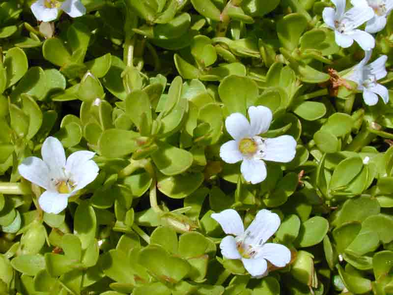 Bacopa Monnieri Review | Usage, Dosage, Health Benefits and Side Effects