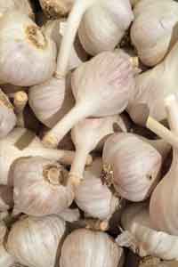 garlic_200x300