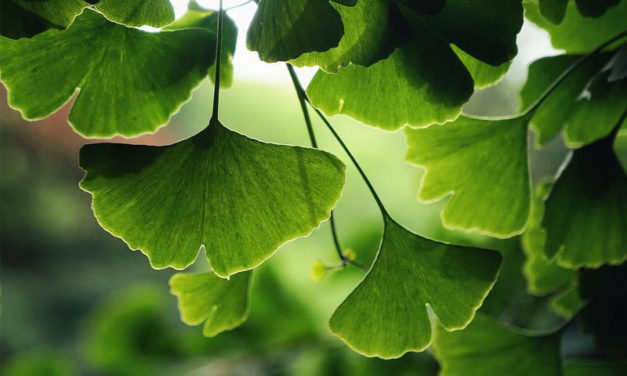 Ginkgo Biloba Benefits and Side Effects