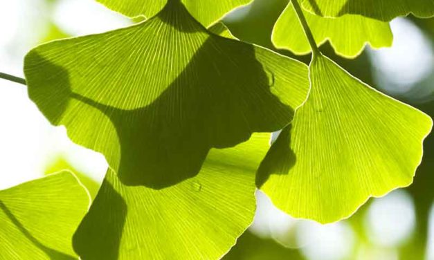 Ginkgo Biloba Benefits and Side Effects on General Health