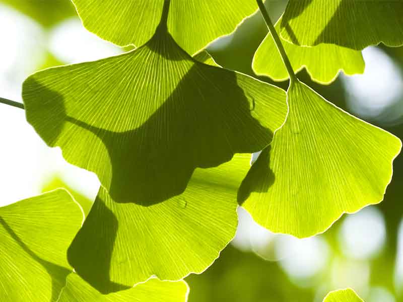 Ginkgo Biloba Benefits and Side Effects on General Health