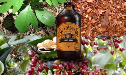 Sarsaparilla – Health Benefits and Recipes