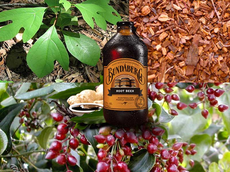 Sarsaparilla – Health Benefits and Recipes