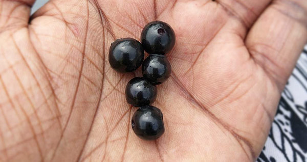 black-blueberries-for-healthy-lungs-and-breathing-600x318