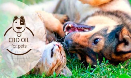 CBD for Pets: Keep them Healthy with Cannabidiol