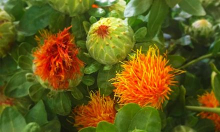 Could Safflower Oil be a Substitute for Your Usual Oil?